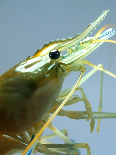 Camarones — Foto de Stock