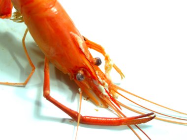 haşlanmış karides üzerinde beyaz izole