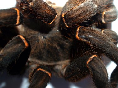 büyük örümcek tarantula stok fotoğraf
