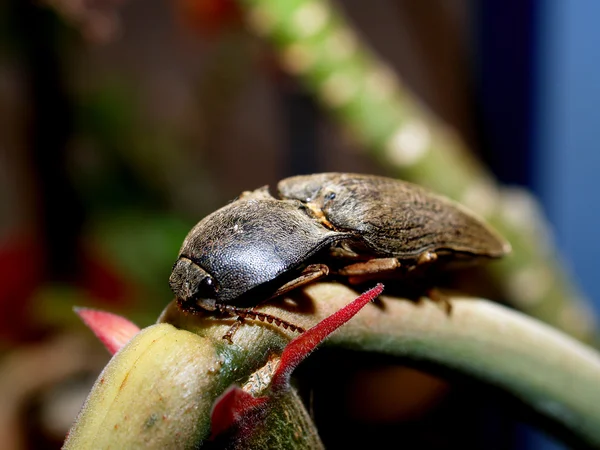 Bug insect — Stock Photo, Image