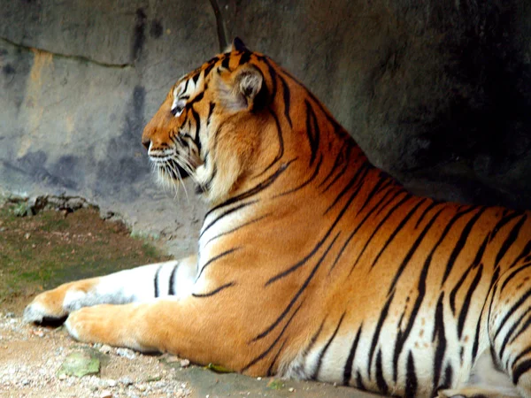Zwierzęta w ogrodach zoologicznych — Zdjęcie stockowe