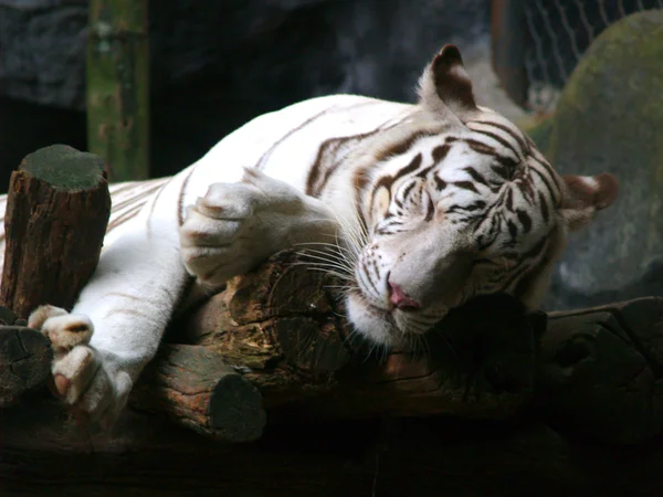 Zwierzęta w ogrodach zoologicznych — Zdjęcie stockowe