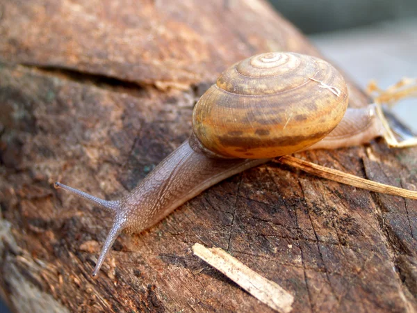 Uppsättning av insekter — Stockfoto