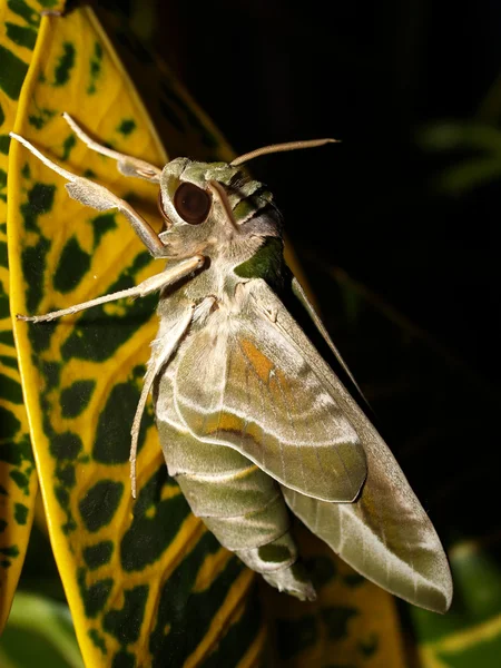 Помилка комах — стокове фото