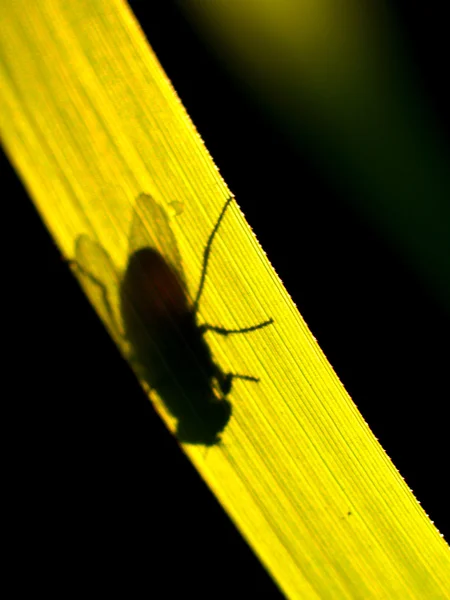 Inseto inseto — Fotografia de Stock