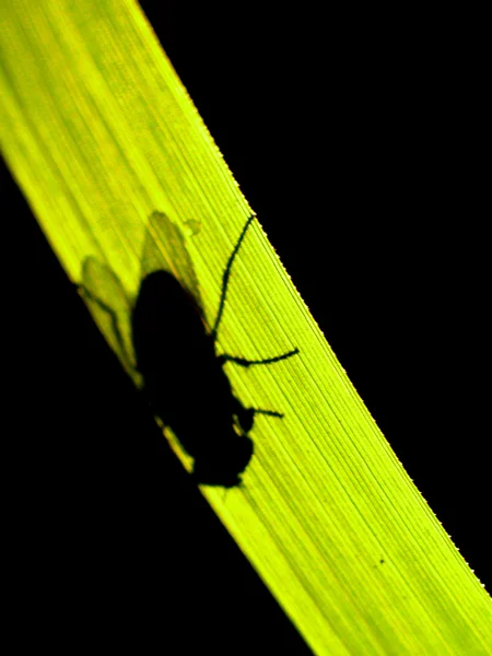 Insecte insecte — Photo