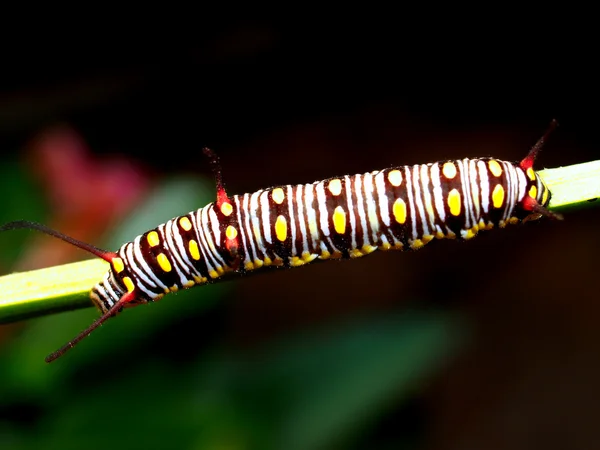 Oruga en una rama — Foto de Stock