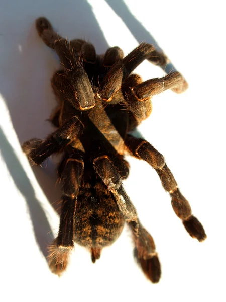 Stor spindel tarantula stock bild — Stockfoto