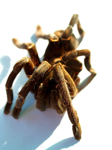 Büyük örümcek tarantula stok fotoğraf — Stok fotoğraf