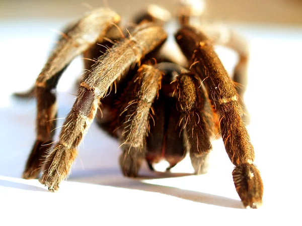 큰 거미 독 거미 재고 사진 — 스톡 사진