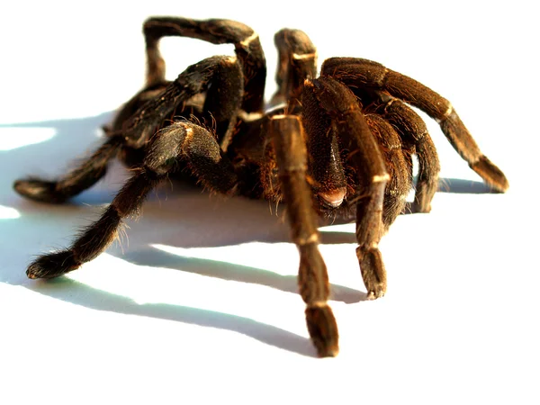 Velký pavouk tarantule stock fotka — Stock fotografie