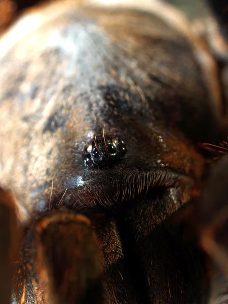 Duży pająk tarantula pień fotografia — Zdjęcie stockowe