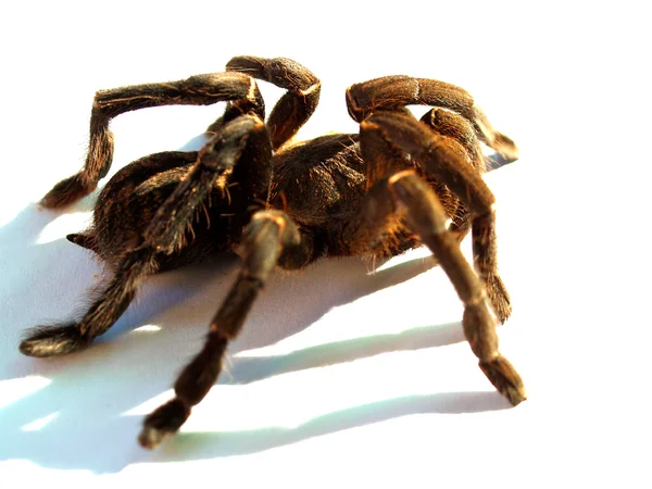 Big spider Tarantula Stock Photo — Stock Photo, Image