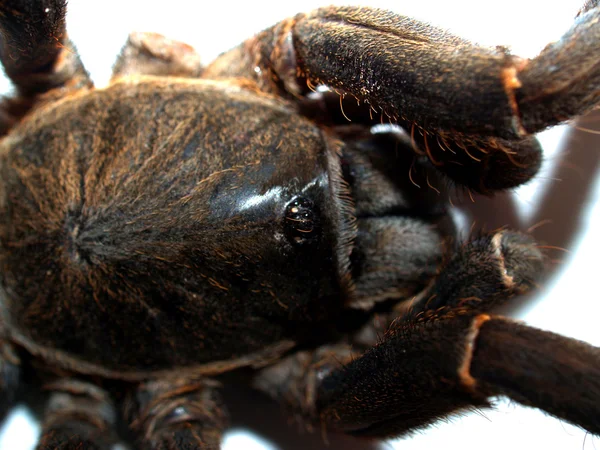 Große Spinne Vogelspinne Archivfoto — Stockfoto