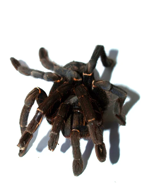 Grote spin tarantula stockfoto — Stockfoto