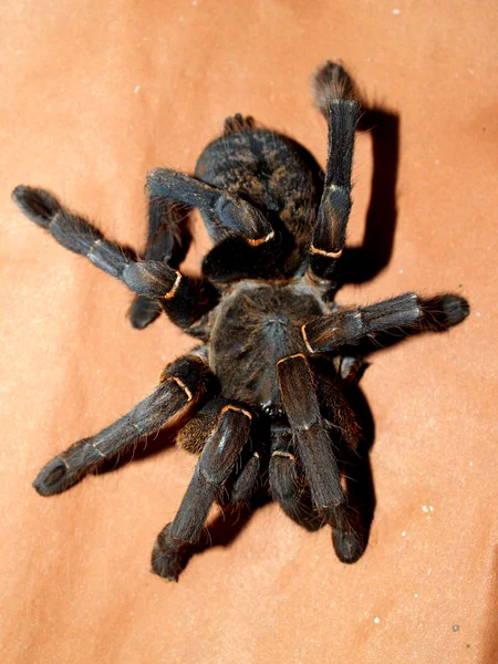 Stor spindel tarantula stock bild — Stockfoto