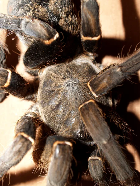 Große Spinne Vogelspinne Archivfoto — Stockfoto