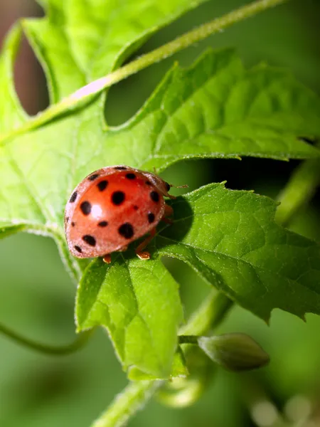 Bug insect — Stock Photo, Image