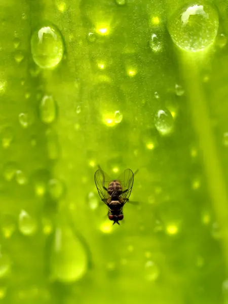 Bug insect — Stock Photo, Image