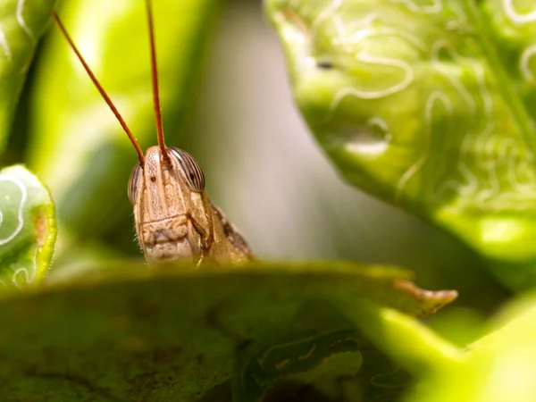 Insetto insetto — Foto Stock