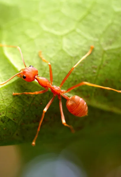 Красные муравьи — стоковое фото