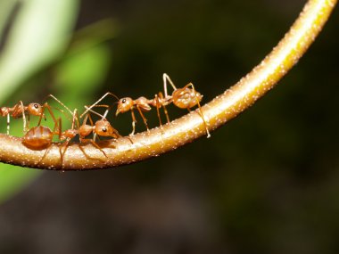 Kırmızı karınca resim