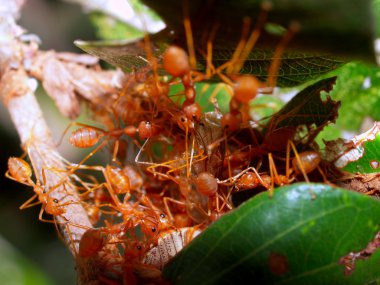 Kırmızı karıncalar.