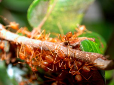 Kırmızı karıncalar.