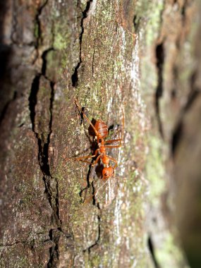 Kırmızı karıncalar.