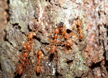 Kırmızı karıncalar.