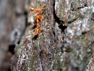 Kırmızı karıncalar.