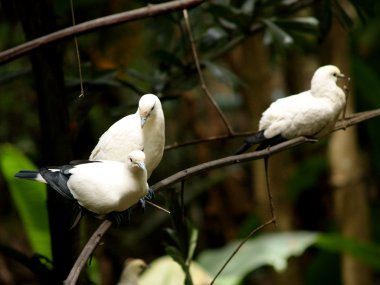 Hayvanat Bahçesi Hayvanları