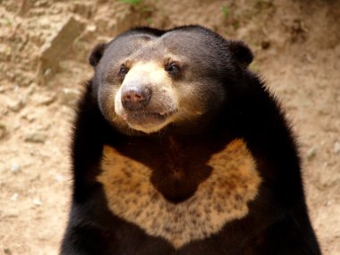 Hayvanat Bahçesi Hayvanları