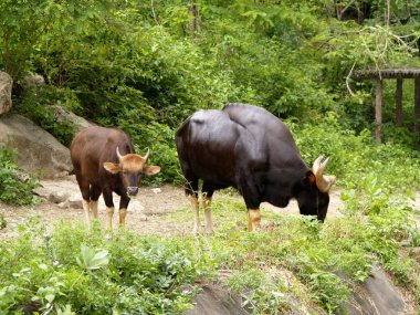 Hayvanat Bahçesi Hayvanları