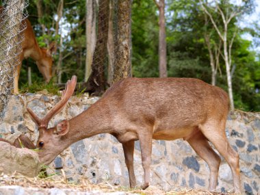 Hayvanat Bahçesi Hayvanları