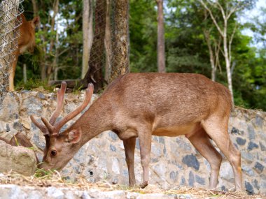 Hayvanat Bahçesi Hayvanları