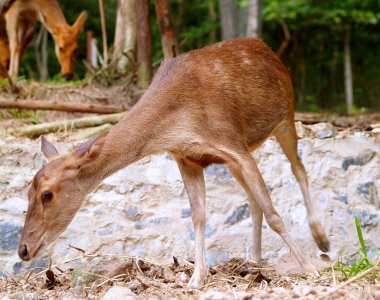 Hayvanat Bahçesi Hayvanları