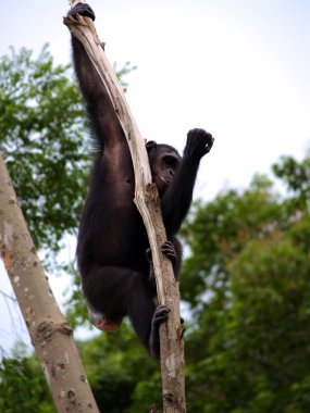 Hayvanat Bahçesi Hayvanları