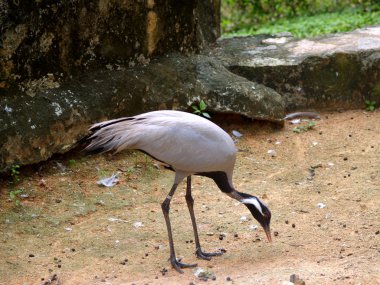 Hayvanat Bahçesi Hayvanları