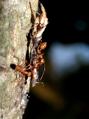 Kırmızı karıncalar.