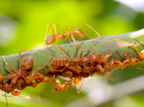 Kırmızı karıncalar.