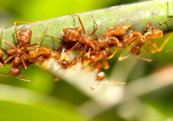 Hormigas rojas — Foto de Stock