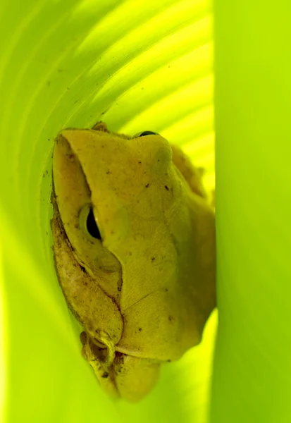 Tree frog — Stock Photo, Image