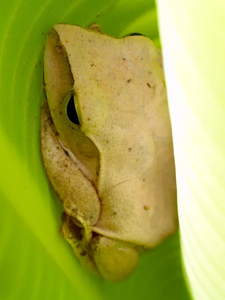 Tree frog — Stock Photo, Image