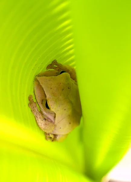 Tree frog — Stock Photo, Image