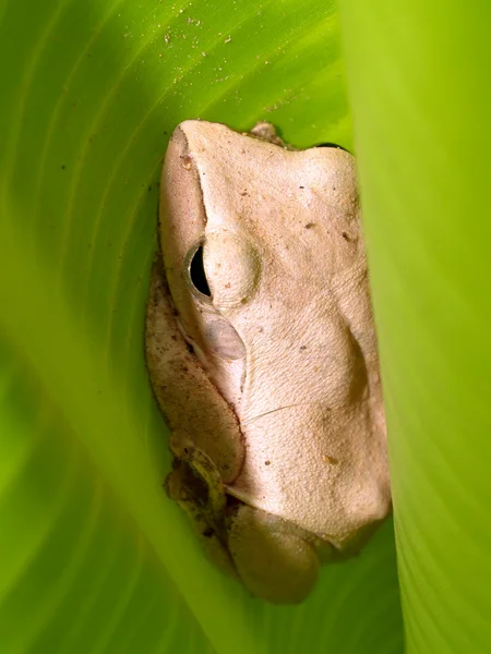 Laubfrosch — Stockfoto