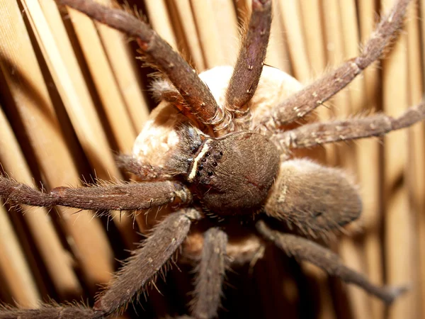 Spinne im Spinnennetz — Stockfoto