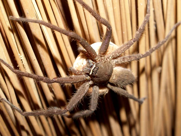 Spindel i spiderweb — Stockfoto