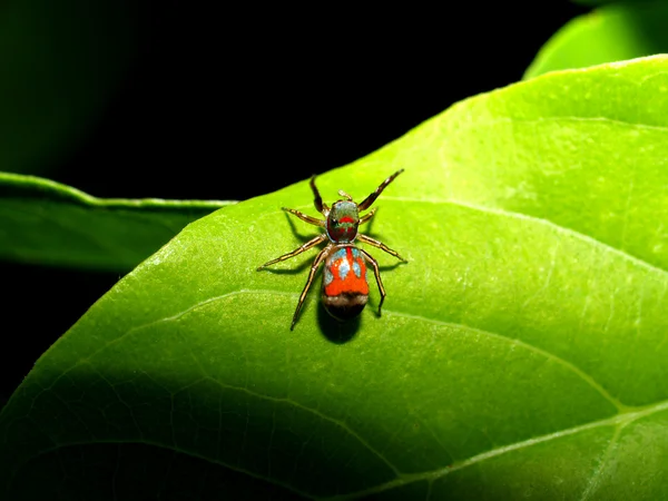 Bug insect — Stock Photo, Image