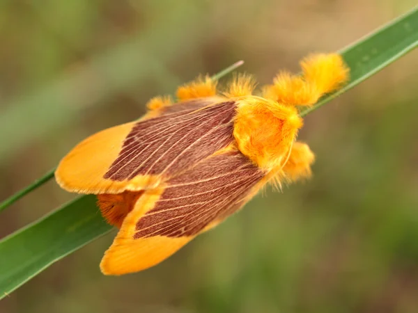 Insecto insecto — Foto de Stock